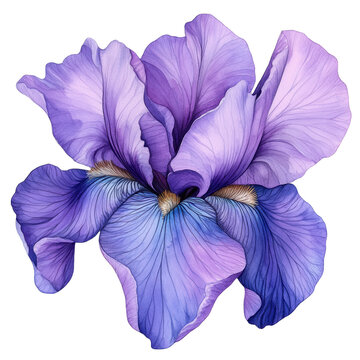 A vibrant purple iris flower with intricate petal details, showcasing a blend of lavender and deeper purple hues against a transparent background