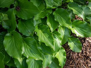 Close-up of the Hosta 'Invincible' with green, oval and glossy leaves with a slightly wavy edges and distinctive veining in the garden