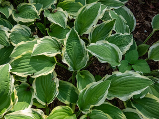 Close-up of Hosta 'Ground Master' with narrow, green leaves with a creamy-white borders growing in a park