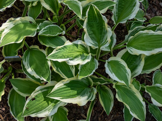 Close-up of the Plantain lily (hosta) 'Resonance' with lance shaped, mid green leaves with an irregular yellow edge growing in a park