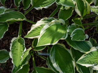 Close-up of the Plantain lily (hosta) 'Resonance' with lance shaped, mid green leaves with an irregular yellow edge growing in a park