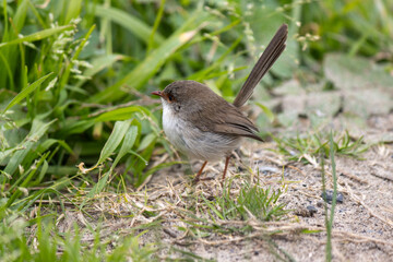 Superb fairy-wren female (Malurus cyaneus)