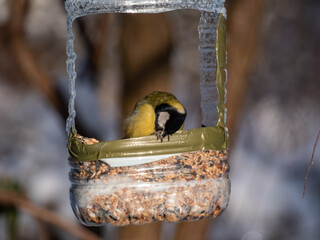 The Great tit (Parus major) visiting bird feeder made from reused plastic bottle full with grains in winter. DIY plastic bird feeder bottle hanging in the tree