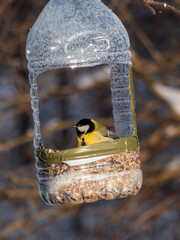 The Great tit (Parus major) visiting bird feeder made from reused plastic bottle full with grains...