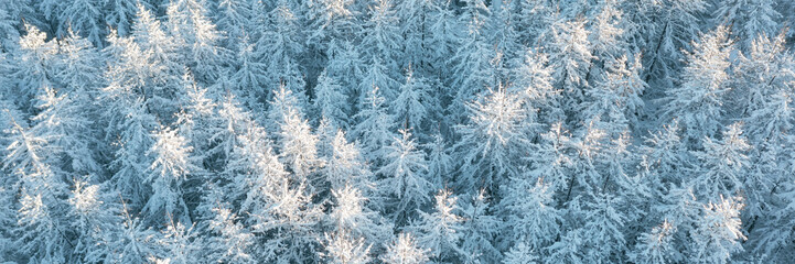 Beautiful winter forest landscape. Top view of snow-covered larch trees. Frozen trees in the snow. Aerial view of amazing northern nature. Cold snowy winter weather. Cold snap. Panoramic background.