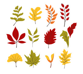 Autumn Leaves Brunches and Decorative Natural Fall Foliage. Vector illustrations of Autumn Plants.