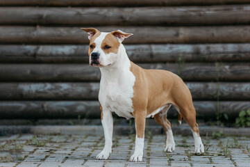 The American Staffordshire Terrier stands on the street