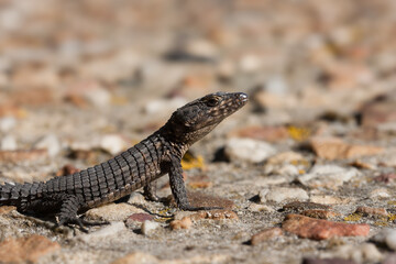 The black girdled lizard (Cordylus Niger) is a medium-sized lizard restricted to Table Mountain on the Cape Peninsula, South Africa.