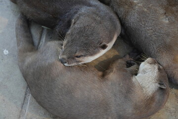 Obraz premium ニホンアナグマ（Lutra nippon）、一般に日本のカワウソとして知られるこの種は、日本に自生するカワウソの一種です。日本のカワウソは、アジアに分布するいくつかのカワウソ種の中の一つで、主に河川や湖沼、湿地帯に生息しています。