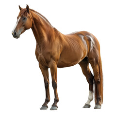 Obraz premium A horse standing isolated on a transparent background for web, banner, wallpaper