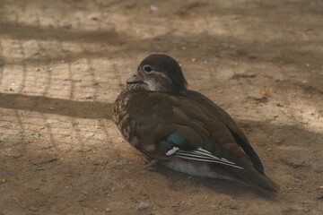 
メンダリンダック（Aix galericulata）の雌は、非常に美しい鳥ですが、雄の鮮やかな羽色と比べると、彼女の色彩はより控えめです。雌の鴛鴦は、主に茶色や灰色の羽毛を持ち、淡い色合いの斑点や模様が特徴的です。これにより、彼女たちは自然の中でカモフラージュしやすく、捕食者から身を守る助けとなります。