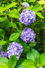 大平山の紫陽花（栃木県栃木市）