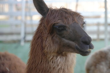 Obraz premium ワカヤ・アルパカ（Huacaya alpaca）は、アルパカの二つの主要な品種の一つで、もう一つはスーリ・アルパカ（Suri alpaca）です。ワカヤアルパカは、その柔らかく、密度が高く、波状のフリースが特徴で、非常に重宝されています。このフリースは暖かさと軽さを兼ね備えており、毛糸や衣料品の製造に利用されます。