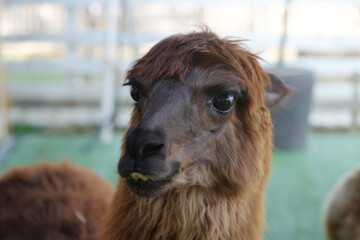 Fototapeta premium The Huacaya alpaca is one of the two primary breeds of alpaca, the other being the Suri alpaca. Huacaya alpacas are prized for their soft, dense, and crimped fleece|羊駝