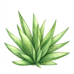 A vibrant green plant with long spiky leaves, perfect for adding a touch of nature to any design or project.