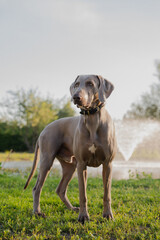 Weimaraner in relaxing in a green garden.
