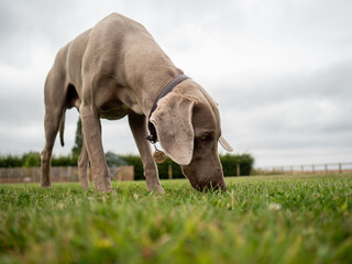 Weimaraner in relaxing in a green garden.