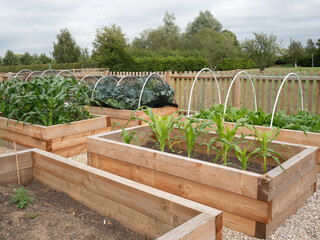 Healthy Vegetable patch, with wood boxes and wood fence.