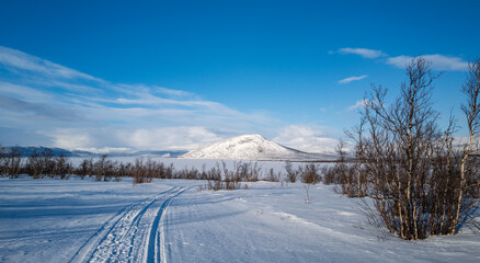 Tranquil winter scene: snow-covered ground, path, leafless tree, Abisko, Sweden
