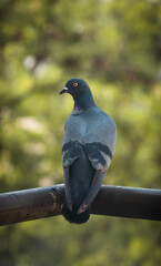 Indian pigeon sitting in balcony on a sunny day