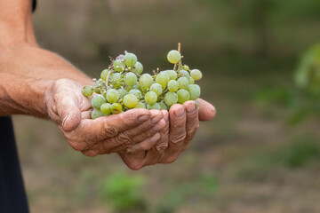 A man holds a bunch of ripe yellow grapes in the background of a vineyard close-up. Harvesting grapes.
