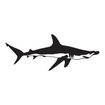 recommend clip art: Hammerhead Shark Clipart, Hammerhead Shark Fish Outline, Shark silhouette, Shark Fish illustration black and white 