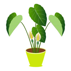 Taro plant with leaves and flowers in a pot on a white background..eps