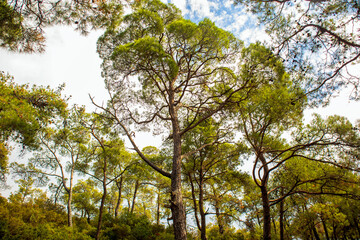 Obraz premium trees and sky in the forest