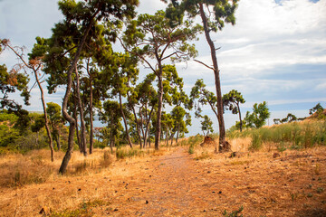trees and cloudy sky in the forest