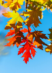 Maple leaves in the fall with a blue sky background