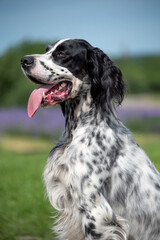 Close-up portrait of a young black and white English Setter dog. The dog looks away. Hunting dogs.