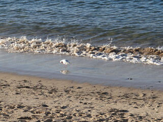 A seagull on the beach