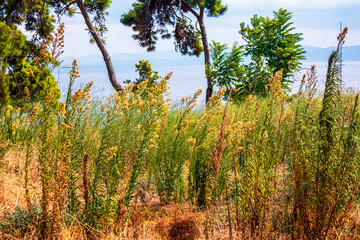 wildplants of field in the summer