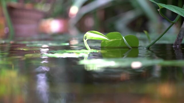 water flowing in the botanical garden with green plants and trees around, calm and relax video to destress