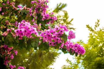 Obraz premium pink flowers in the garden