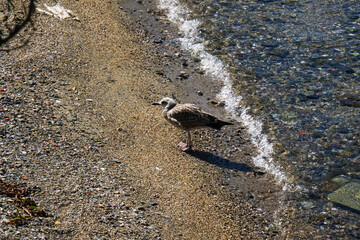 seagull on the beach