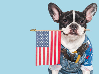 Charming puppy, American Flag and denim overalls. Close-up, indoors. Studio shot. Congratulations...