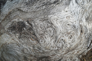 An old tree with spirals on the root and bark. Relict pine