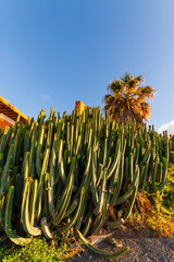 tenerife spain, tenerife, sunset, resort, town, culture, environment, architecture, scenery, colorful, trees, background, detail, canary islands, colors, scrubland, euphorbia, cactus, island, landmark