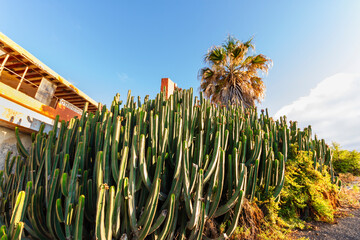 tenerife spain, tenerife, sunset, resort, town, culture, environment, architecture, scenery, colorful, trees, background, detail, canary islands, colors, scrubland, euphorbia, cactus, island, landmark