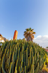 Cardon cactus and palm tree with buildings in the background at sunset. Tenerife, Bajamar, Canary Islands.  -2.CR2