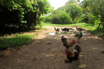 A vibrant outdoor scene featuring a group of peafowl and roosters roaming freely on a dirt pathway surrounded by lush, green vegetation, Natural habitat