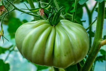 vegetable garden tomatoes