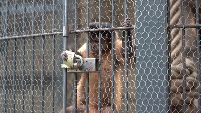 monkey trying to escape in the zoo