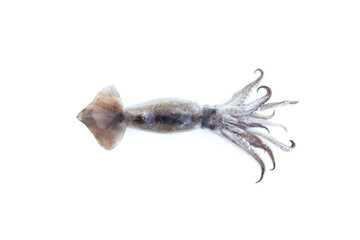 Fresh squid isolated on white background, Sea food, Raw food