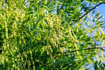 green leaves background