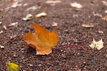 fallen maple leaf on the road, autumn natural background