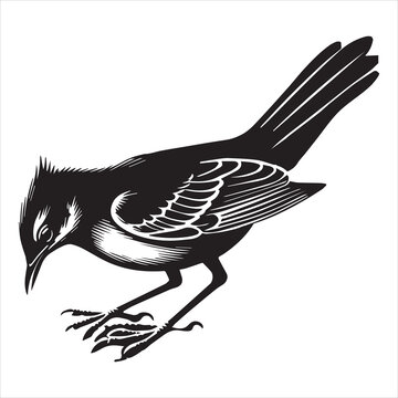 recommend clip art: Northern mockingbird Clipart, Northern mockingbird silhouette, Bird illustration in black and white