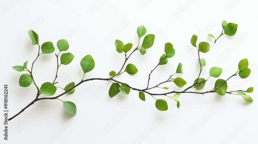 Poster thin branch with fresh green leaves against white background, ideal for spring and nature concepts g