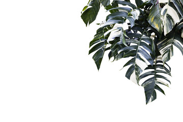 Lush Greenery: A Study of Monstera Leaves